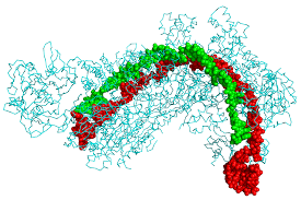 Genome Editing with CRISPR: Dignity and Other Faith-Based Considerations